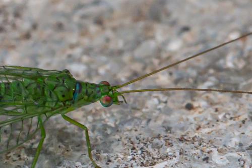 Atlantochrysa atlantica